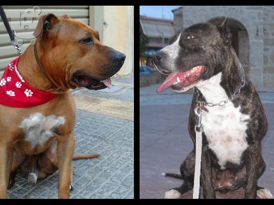 PoulaTo: ΠΩΛΟΎΝΤΑΙ ΚΑΘΑΡOΑΙΜΑ ΚΟΥΤAΒΙΑ American Staffordshire Terrier